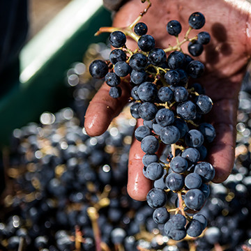 A hand holding wine grapes