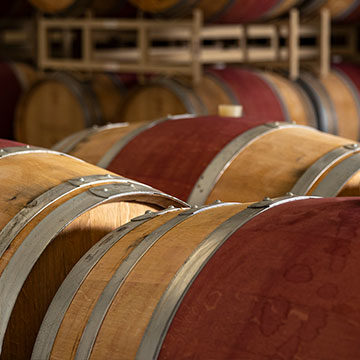 A hand holding wine grapes