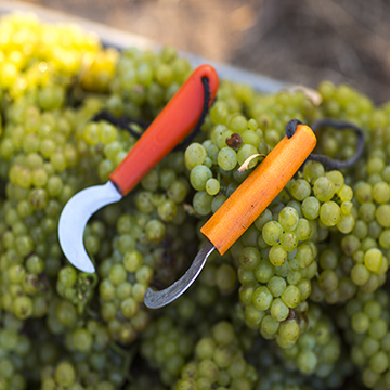 Freshly picked green grapes with some vineyard tools