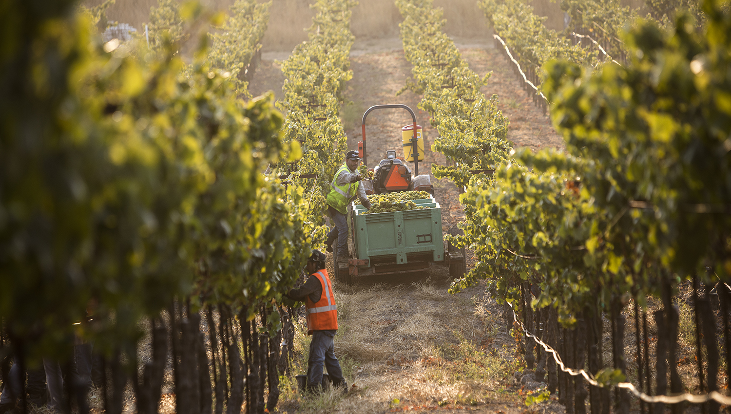 Workers at the Lewis Vineyard between grape vines