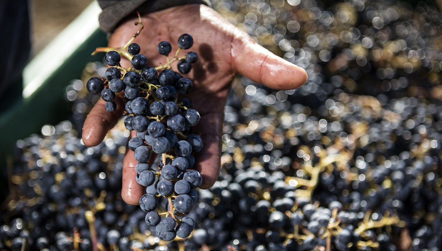 A hand checking the quality of freshly picked grapes