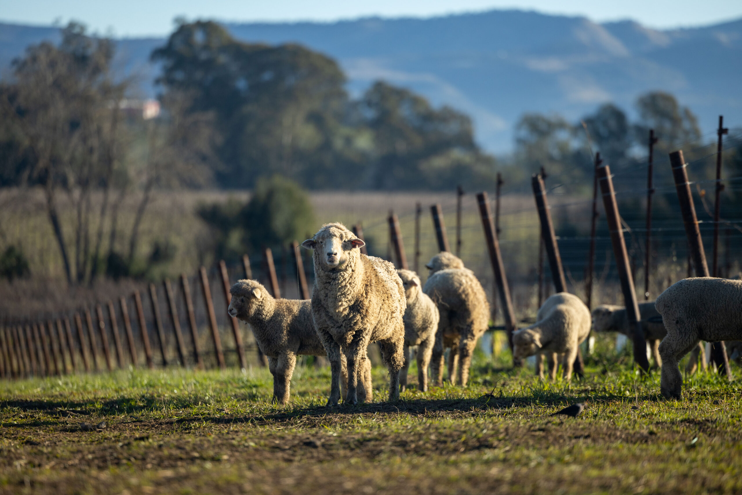 A herdof sheep in the vineyard